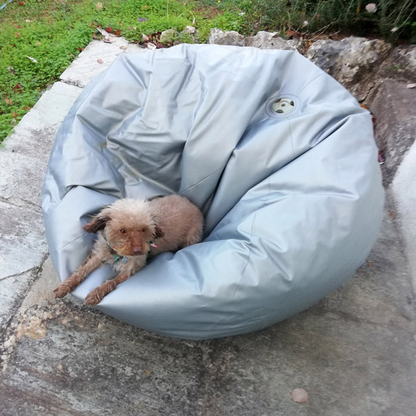 Small dog with brown fur sitting on silver plastic beanbag.