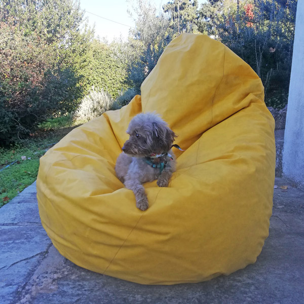 Small dog with brown fur sitting on orange plastic beanbag.